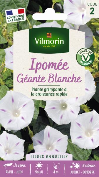 Fleurs - Ipomée Géante Blanche - PACKAGING_RECTO
